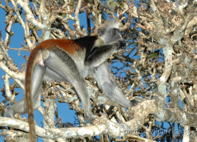 DSC_1183.JPG - Zanzibar Red Colobus Monkey (Piliocolobus kirkii), 2006