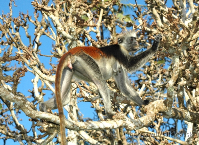 DSC_1184.JPG - Zanzibar Red Colobus Monkey (Piliocolobus kirkii), 2006