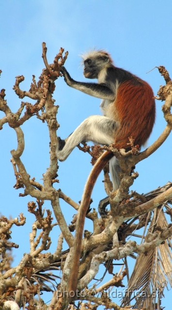 DSC_1188.JPG - Zanzibar Red Colobus Monkey (Piliocolobus kirkii), 2006