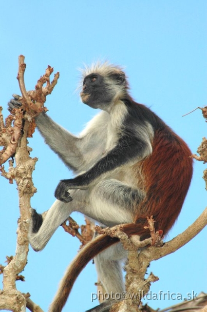 DSC_1190.JPG - Zanzibar Red Colobus Monkey (Piliocolobus kirkii), 2006