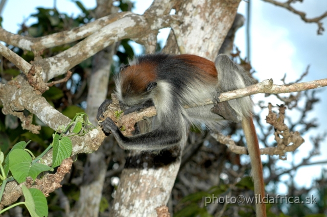 DSC_1191.JPG - Zanzibar Red Colobus Monkey (Piliocolobus kirkii), 2006