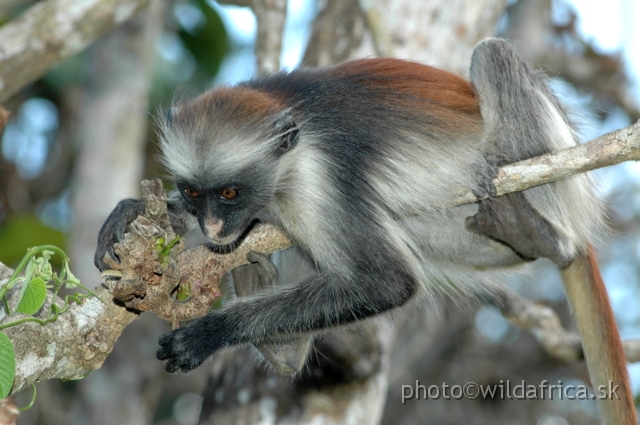 DSC_1192.JPG - Zanzibar Red Colobus Monkey (Piliocolobus kirkii), 2006