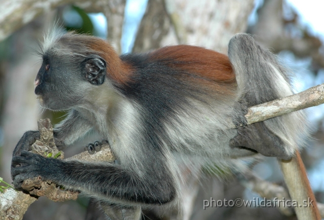 DSC_1193.JPG - Zanzibar Red Colobus Monkey (Piliocolobus kirkii), 2006