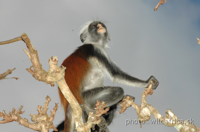 DSC_1197.JPG - Zanzibar Red Colobus Monkey (Piliocolobus kirkii), 2006