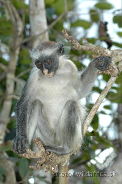 DSC_1199.JPG - Zanzibar Red Colobus Monkey (Piliocolobus kirkii), 2006