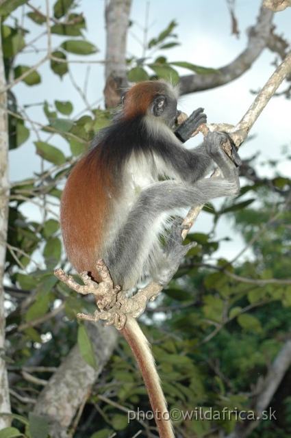 DSC_1200.JPG - Zanzibar Red Colobus Monkey (Piliocolobus kirkii), 2006