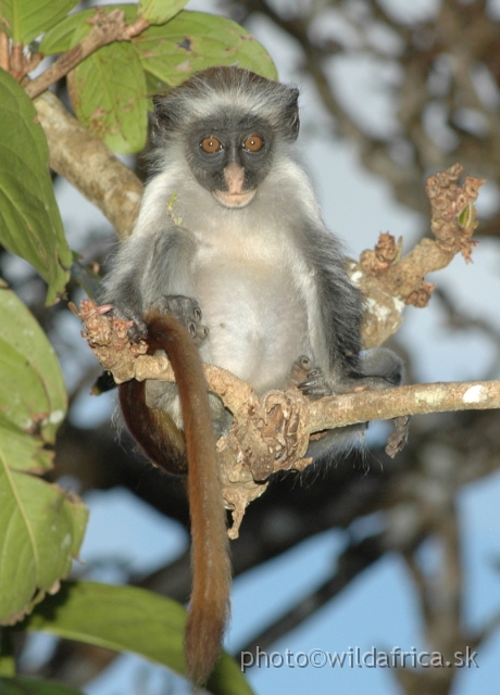DSC_1201.JPG - Zanzibar Red Colobus Monkey (Piliocolobus kirkii), 2006