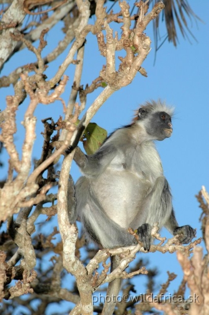 DSC_1203.JPG - Zanzibar Red Colobus Monkey (Piliocolobus kirkii), 2006