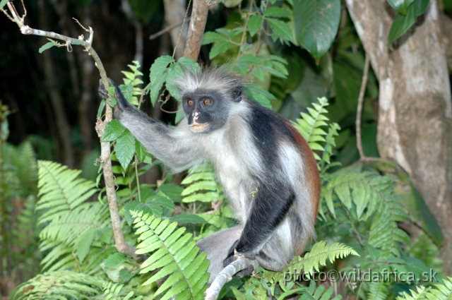 DSC_1206.JPG - Zanzibar Red Colobus Monkey (Piliocolobus kirkii), 2006