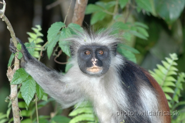 DSC_1207.JPG - Zanzibar Red Colobus Monkey (Piliocolobus kirkii), 2006