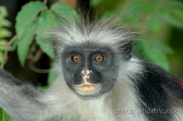 DSC_1208.JPG - Zanzibar Red Colobus Monkey (Piliocolobus kirkii), 2006