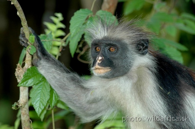 DSC_1210.JPG - Zanzibar Red Colobus Monkey (Piliocolobus kirkii), 2006