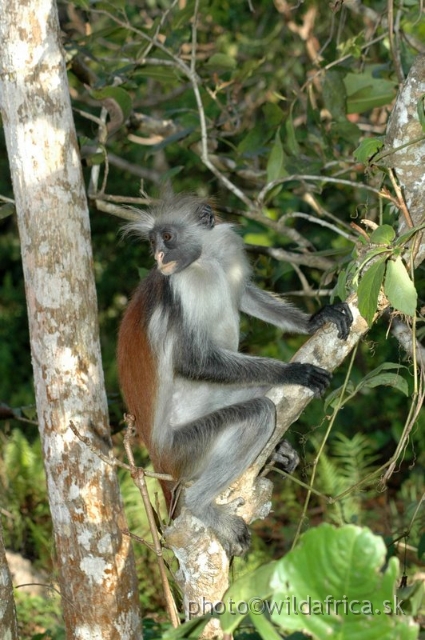 DSC_1216.JPG - Zanzibar Red Colobus Monkey (Piliocolobus kirkii), 2006