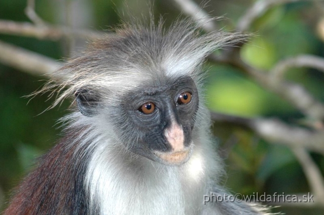 DSC_1217.JPG - Zanzibar Red Colobus Monkey (Piliocolobus kirkii), 2006