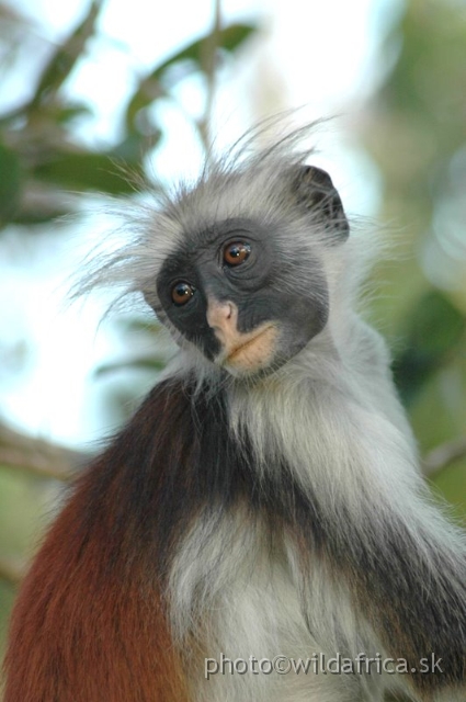 DSC_1220.JPG - Zanzibar Red Colobus Monkey (Piliocolobus kirkii), 2006