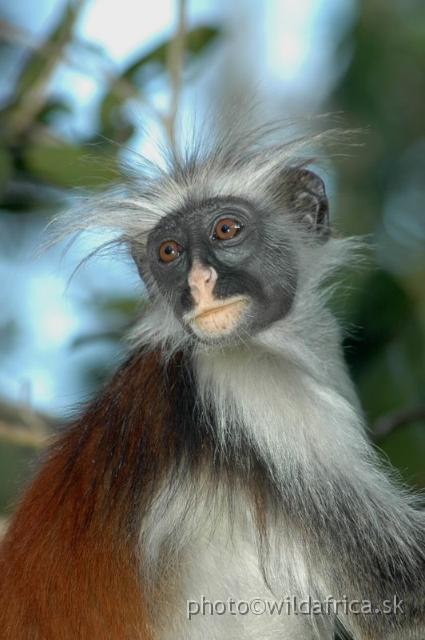 DSC_1221.JPG - Zanzibar Red Colobus Monkey (Piliocolobus kirkii), 2006