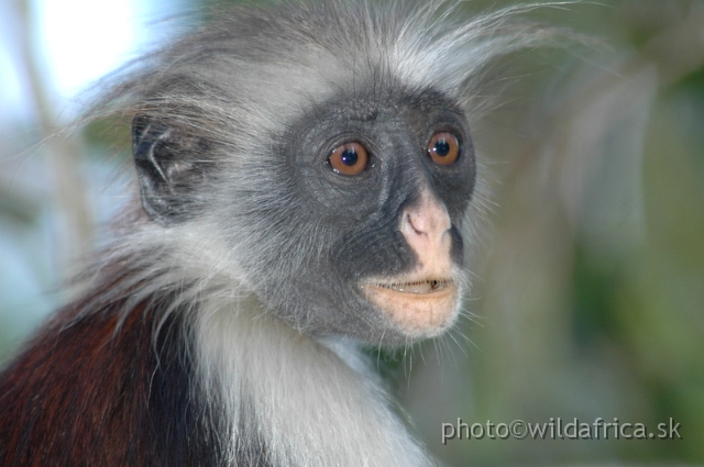 DSC_1222.JPG - Zanzibar Red Colobus Monkey (Piliocolobus kirkii), 2006