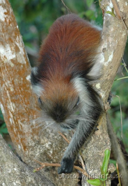 DSC_1227.JPG - Zanzibar Red Colobus Monkey (Piliocolobus kirkii), 2006