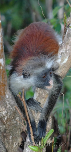 DSC_1228.JPG - Zanzibar Red Colobus Monkey (Piliocolobus kirkii), 2006