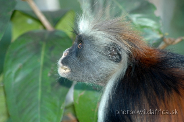DSC_1231.JPG - Zanzibar Red Colobus Monkey (Piliocolobus kirkii), 2006