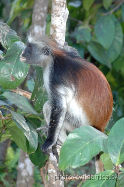 DSC_1232.JPG - Zanzibar Red Colobus Monkey (Piliocolobus kirkii), 2006