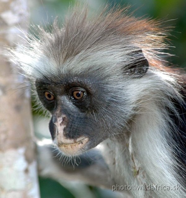 DSC_1234.JPG - Zanzibar Red Colobus Monkey (Piliocolobus kirkii), 2006