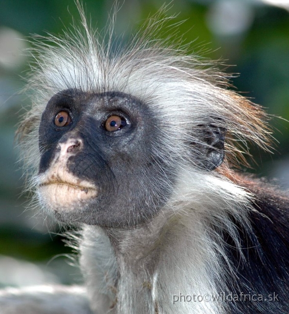 DSC_1235.JPG - Zanzibar Red Colobus Monkey (Piliocolobus kirkii), 2006