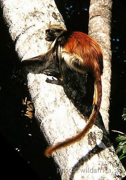 P9140017.JPG - Zanzibar Red Colobus Monkey (Piliocolobus kirkii), 2002